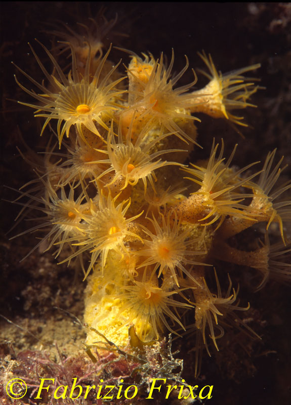 Parazoanthus axinellae
