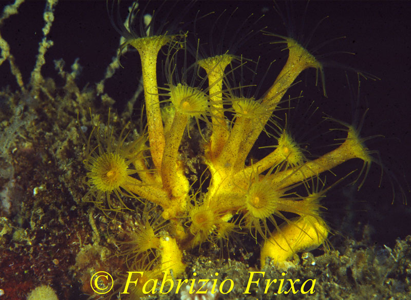 Parazoanthus axinellae