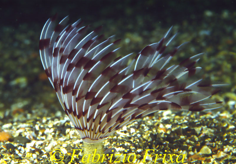 Sabella pavonina
