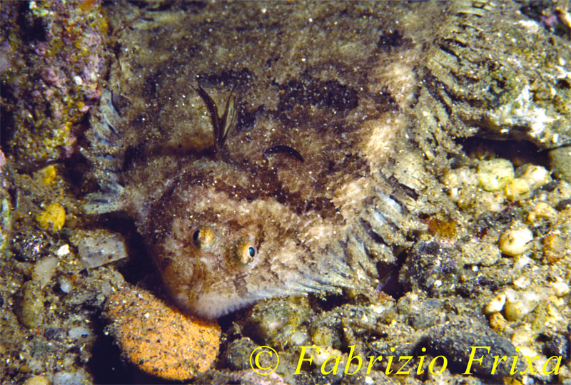 Monochirus hispidus