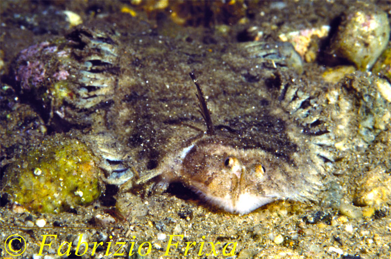Monochirus hispidus