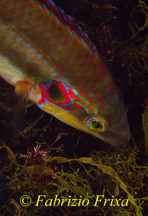 Symphodus ocellatus