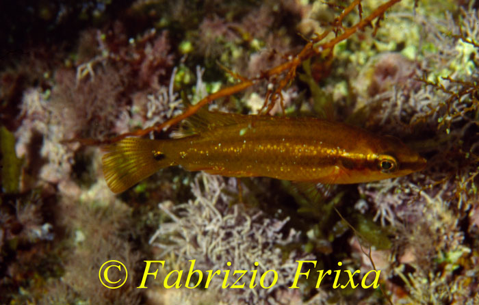 Symphodus ocellatus