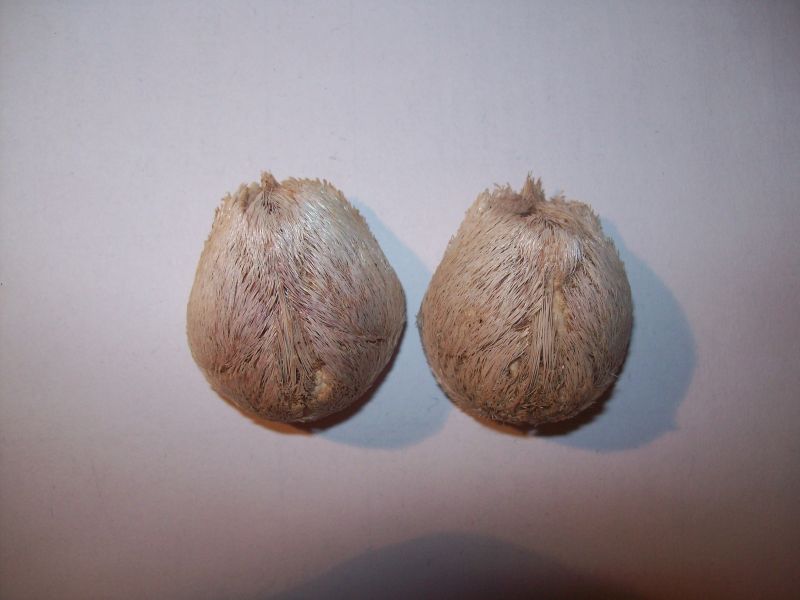Echinocardium sp. - esemplare spiaggiato