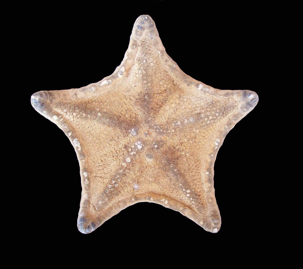 Peltaster placenta (Mller & Troschel, 1842)