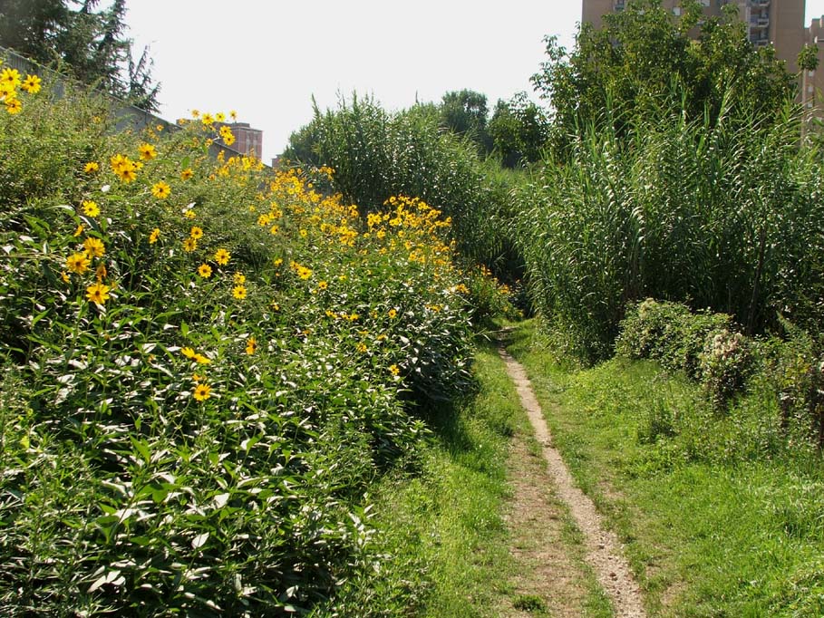 Il genere Helianthus in Italia