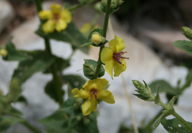 Verbascum blattaria