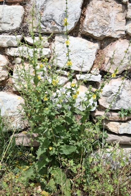 Verbascum blattaria