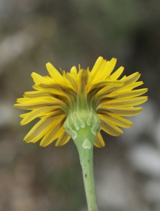 Reichardia picroides / Grattalingua comune