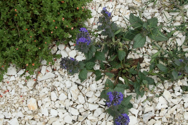 Ajuga reptans e Marrubium vulgare