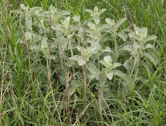 Ajuga reptans e Marrubium vulgare
