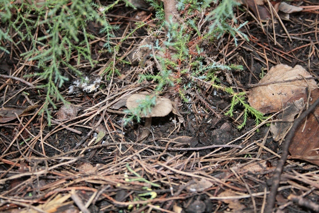 Un paio di funghi in simbiosi con un cipresso