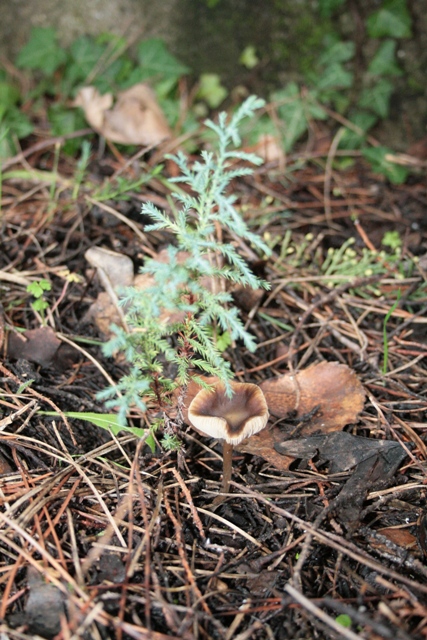 Un paio di funghi in simbiosi con un cipresso