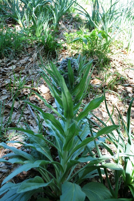 Cynoglossum apenninum (=Solenanthus apenninus)