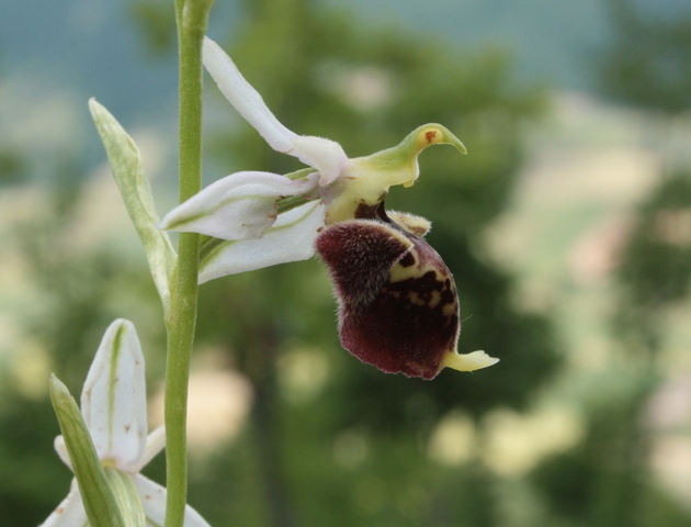 Ophrys fuciflora?