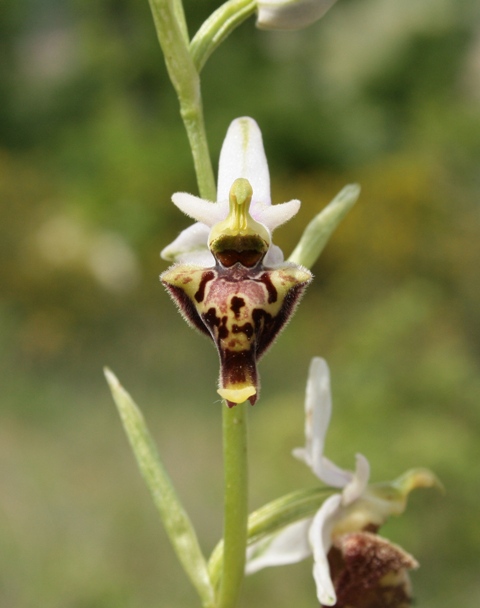 Ophrys fuciflora?