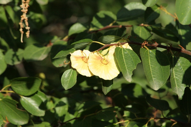 Paliurus spina-christi / Marruca