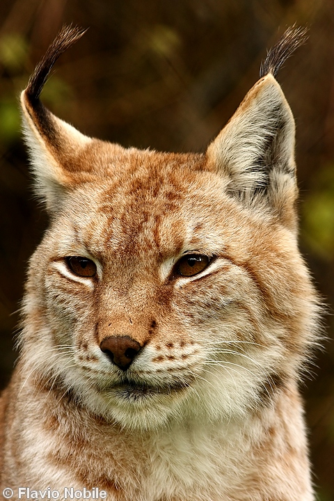 La lince nell'' Appennino centrale