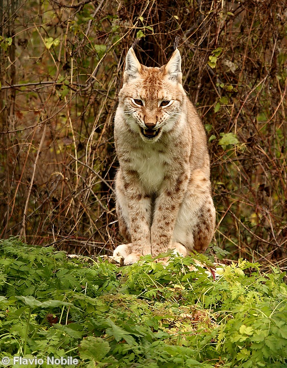 La lince nell'' Appennino centrale