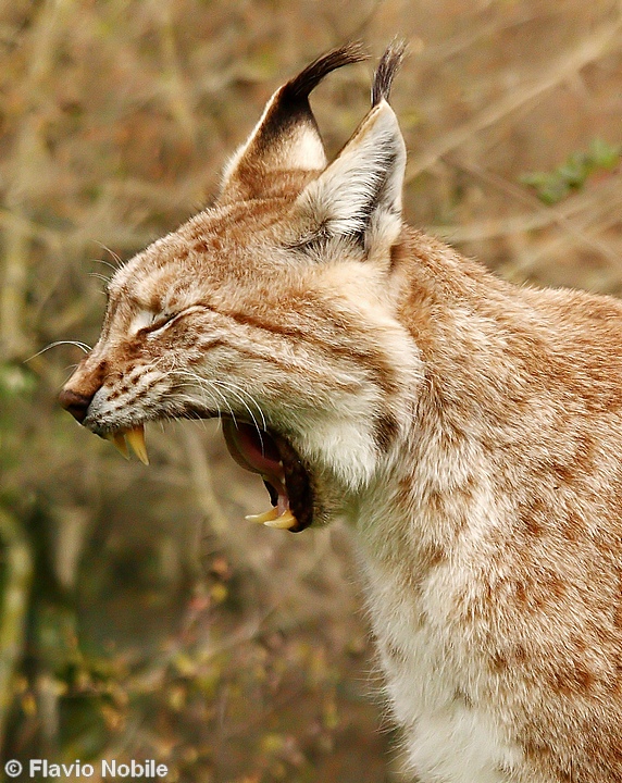 La lince nell'' Appennino centrale