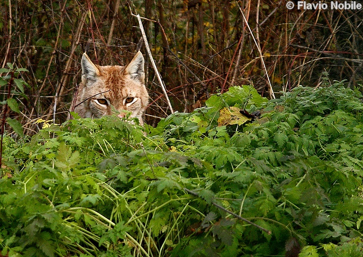 La lince nell'' Appennino centrale