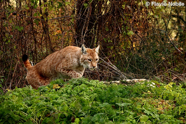 La lince nell'' Appennino centrale