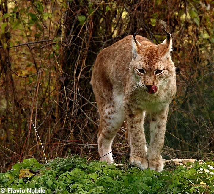 La lince nell'' Appennino centrale