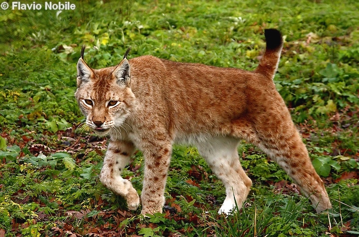 La lince nell'' Appennino centrale