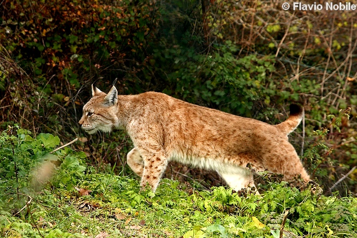 La lince nell'' Appennino centrale