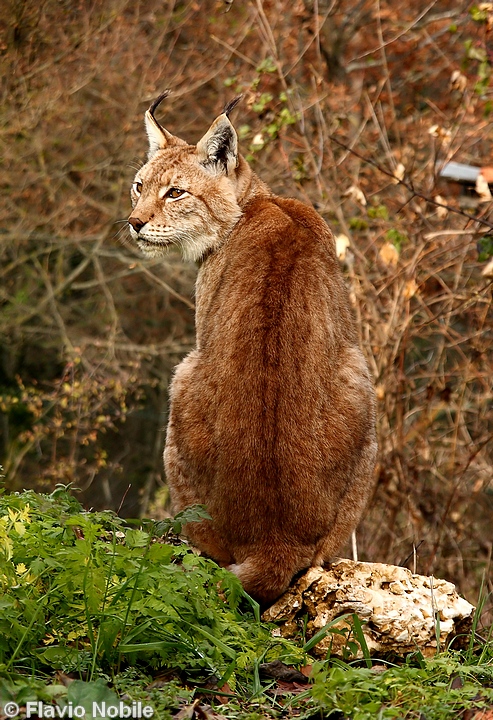 La lince nell'' Appennino centrale