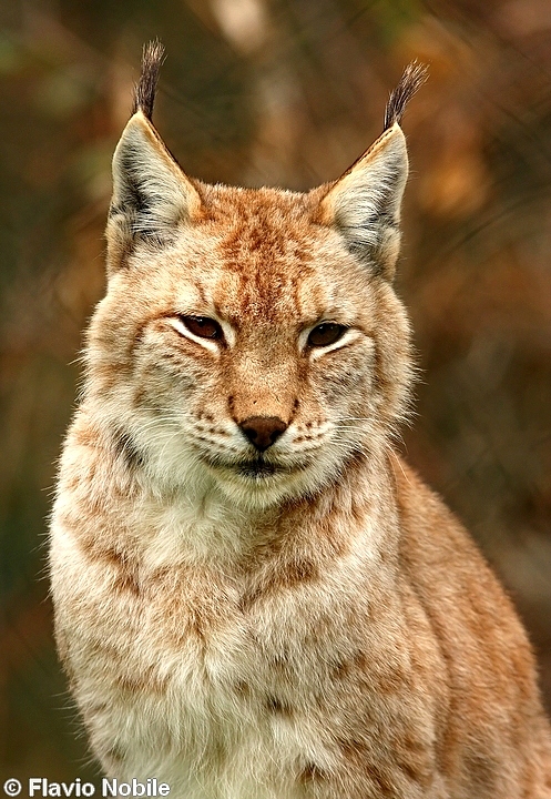 La lince nell'' Appennino centrale