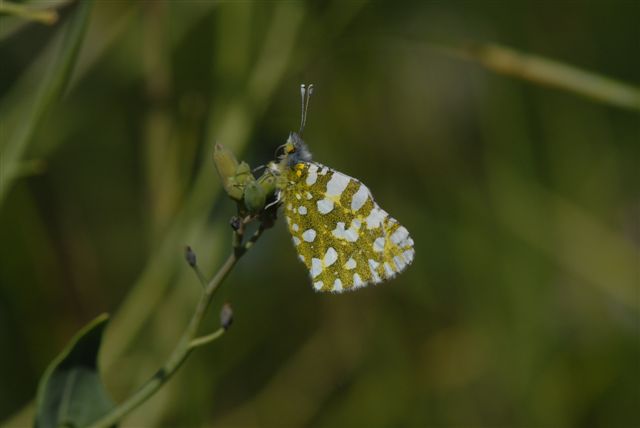 euclhoe ausonia? ID