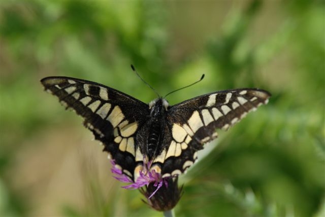 Specie papilio?