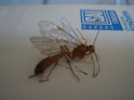 Rosso con pungiglione doppio Sardegna (Ichneumonidae)