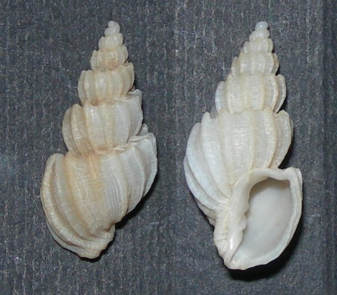 Narona coronata