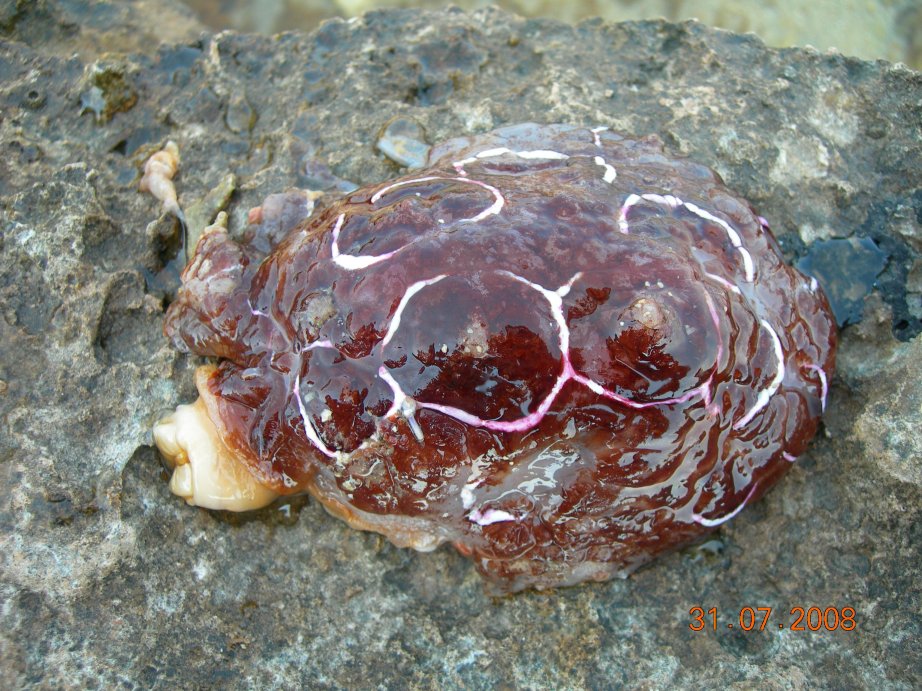 Pleurobranchus testudinarius