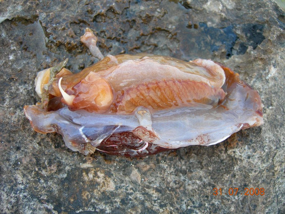 Pleurobranchus testudinarius