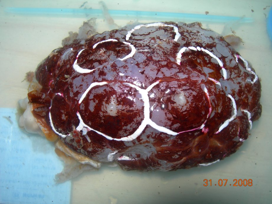 Pleurobranchus testudinarius