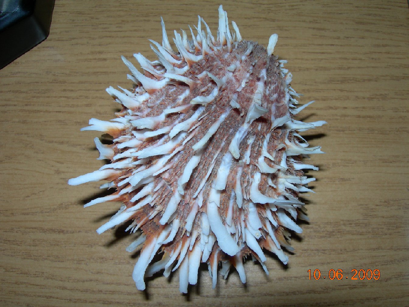 Conferma determinazione Spondylus spinosus