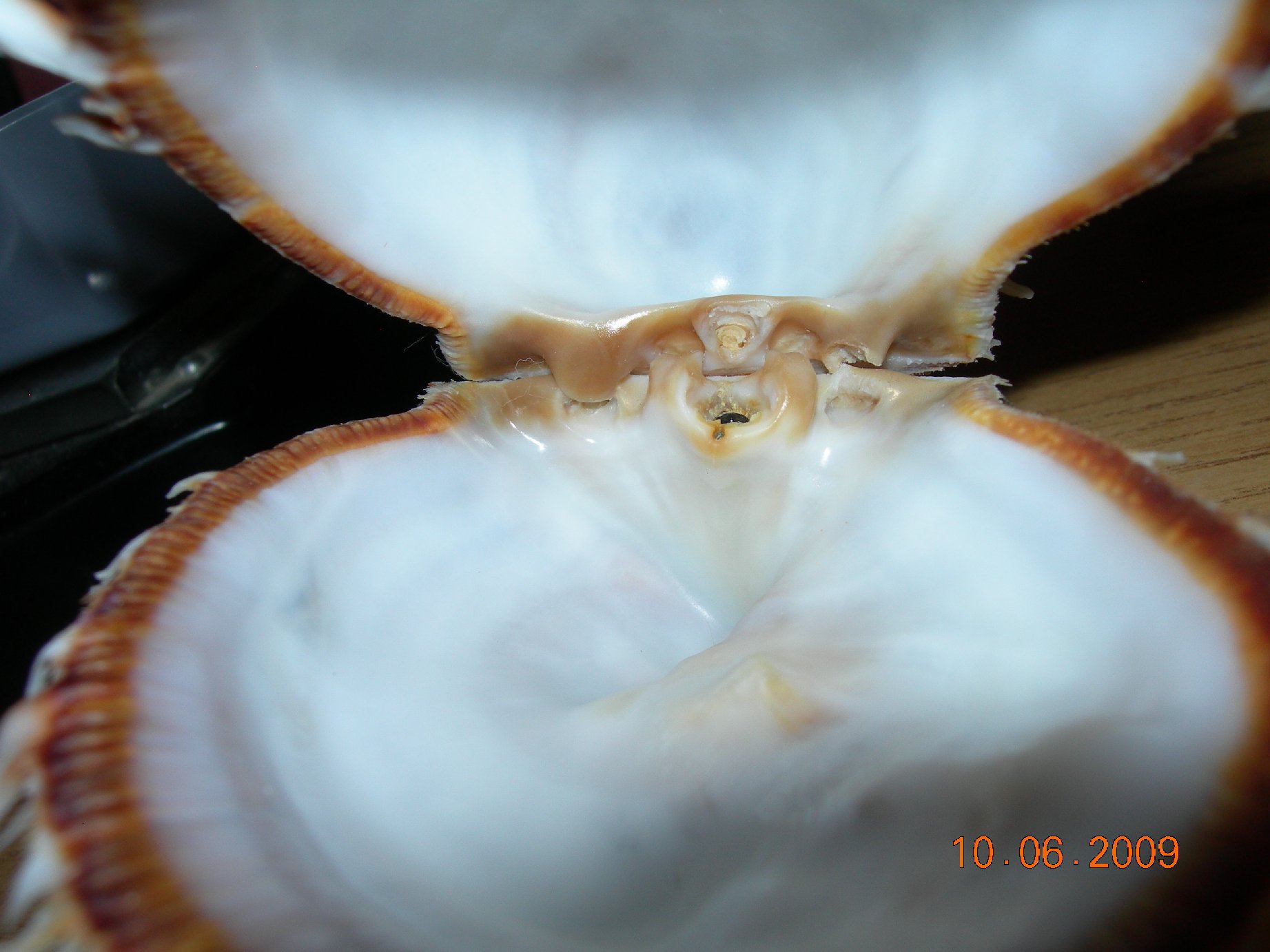 Conferma determinazione Spondylus spinosus