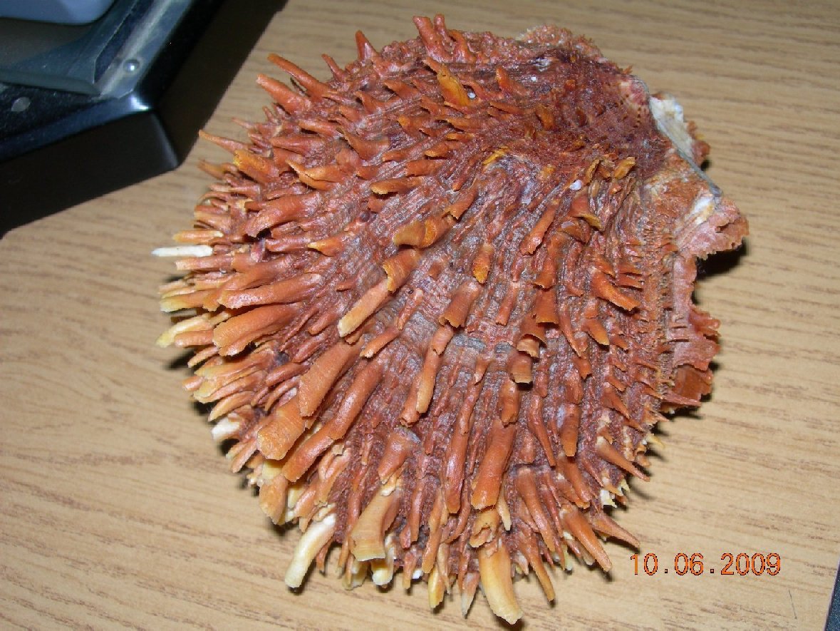Conferma determinazione Spondylus spinosus