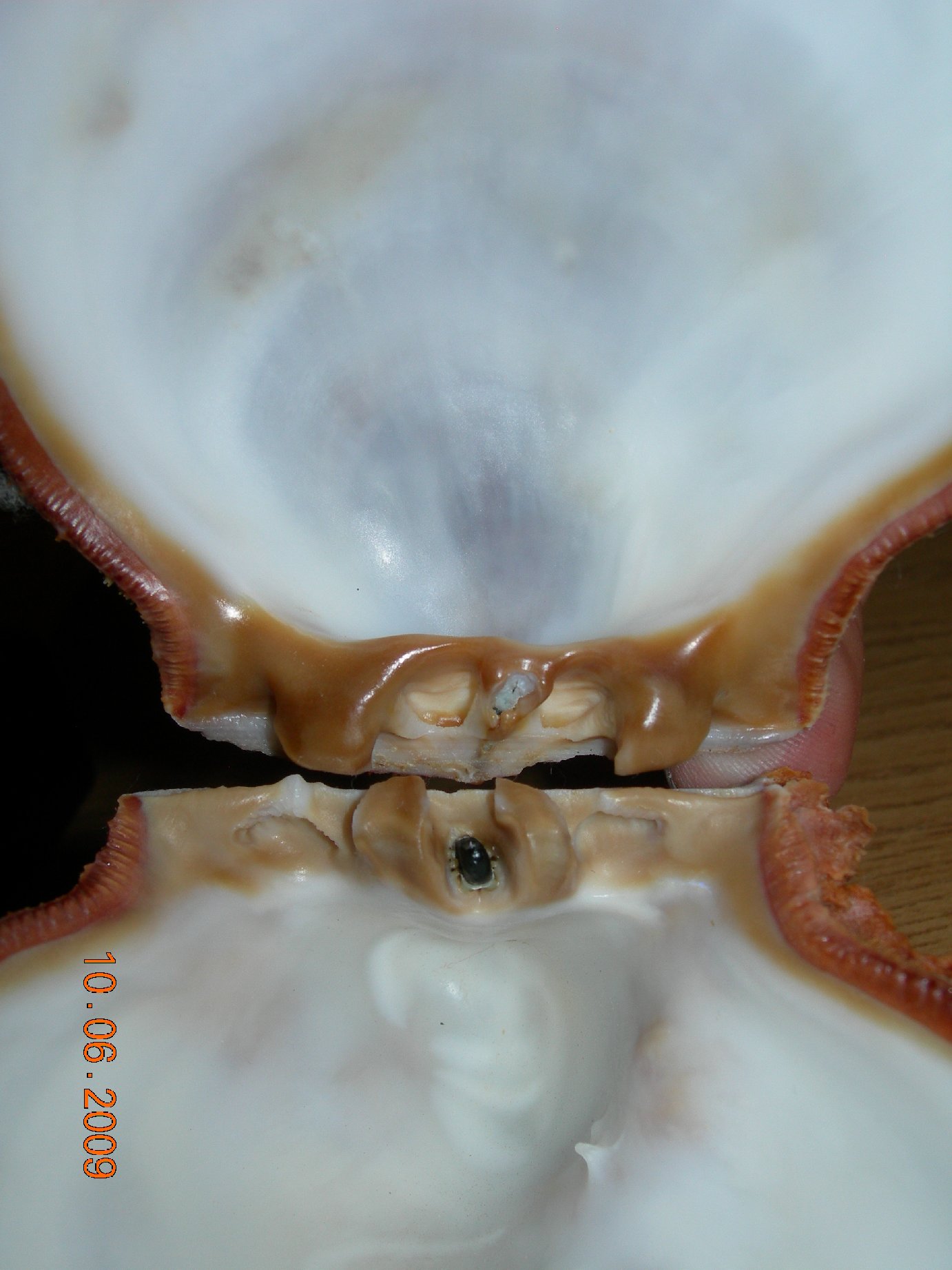 Conferma determinazione Spondylus spinosus