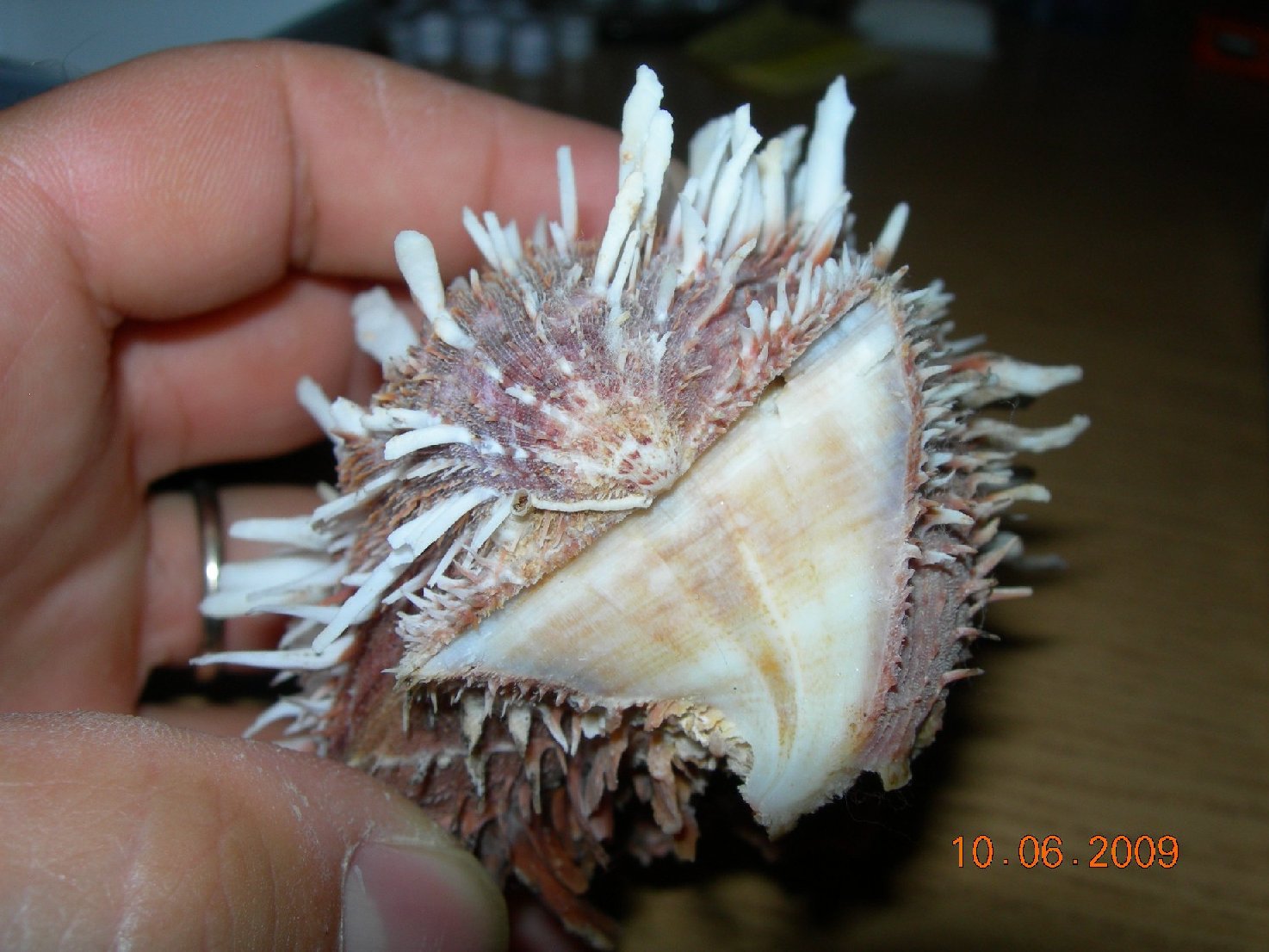 Conferma determinazione Spondylus spinosus