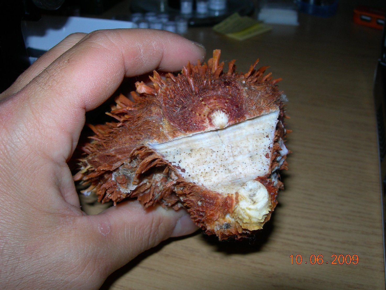 Conferma determinazione Spondylus spinosus