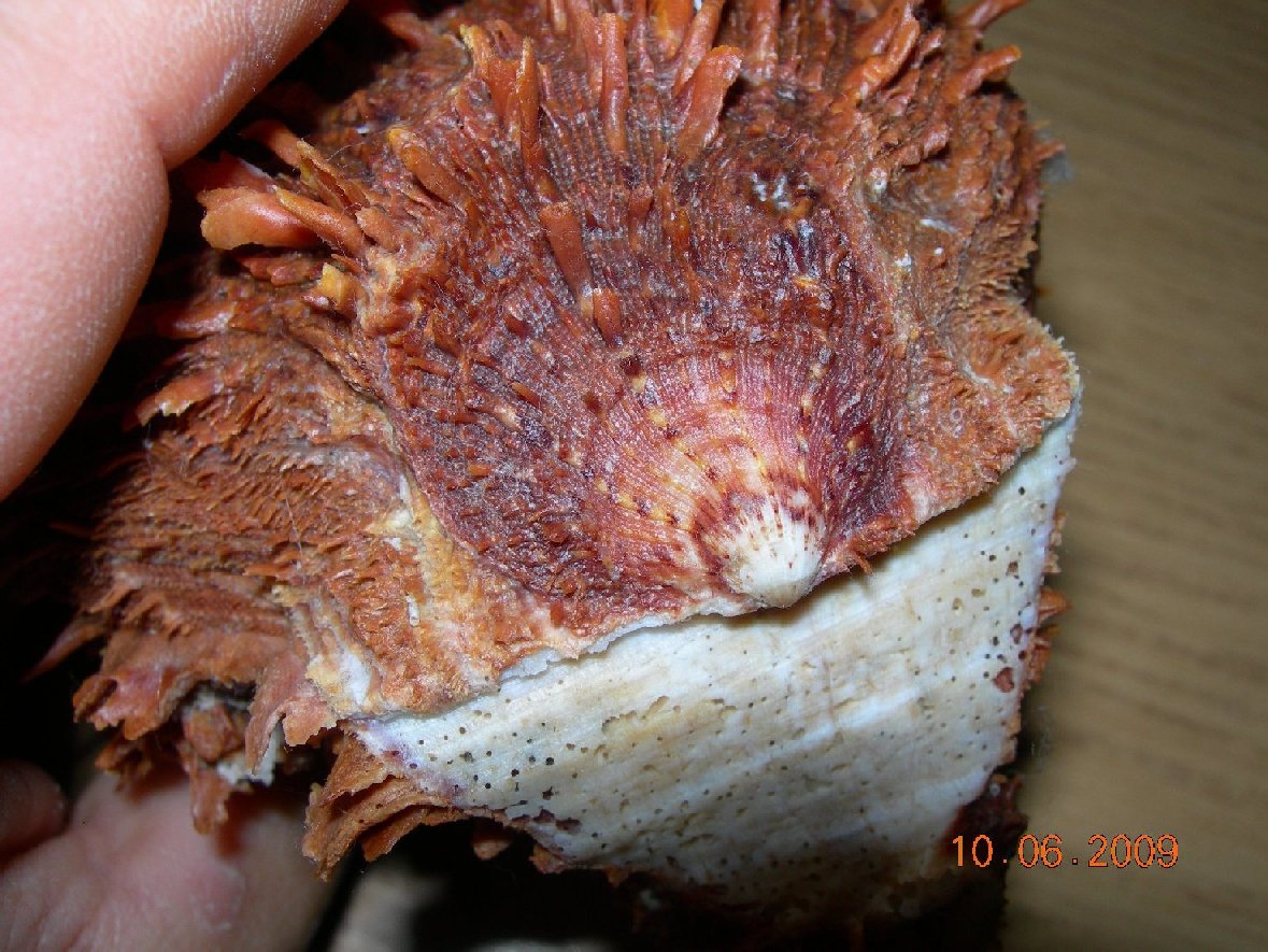 Conferma determinazione Spondylus spinosus