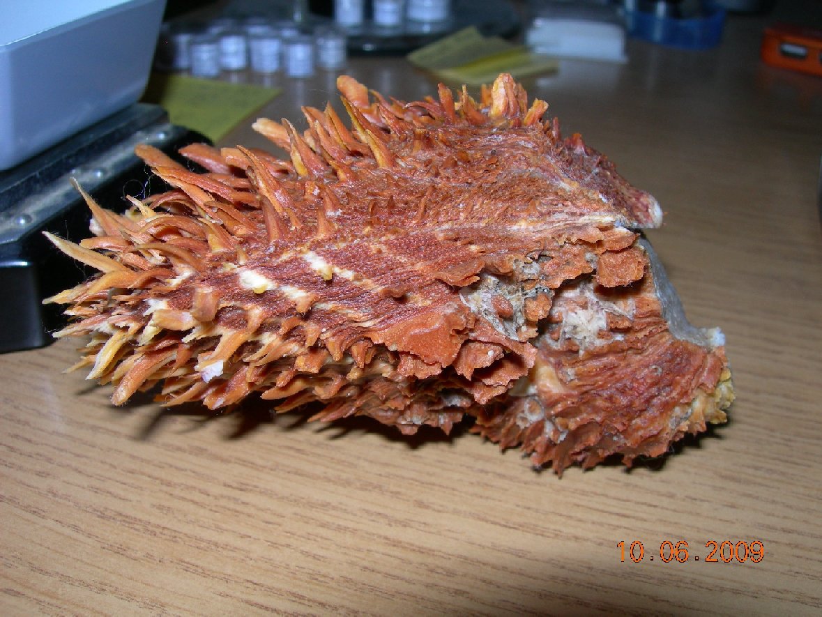 Conferma determinazione Spondylus spinosus