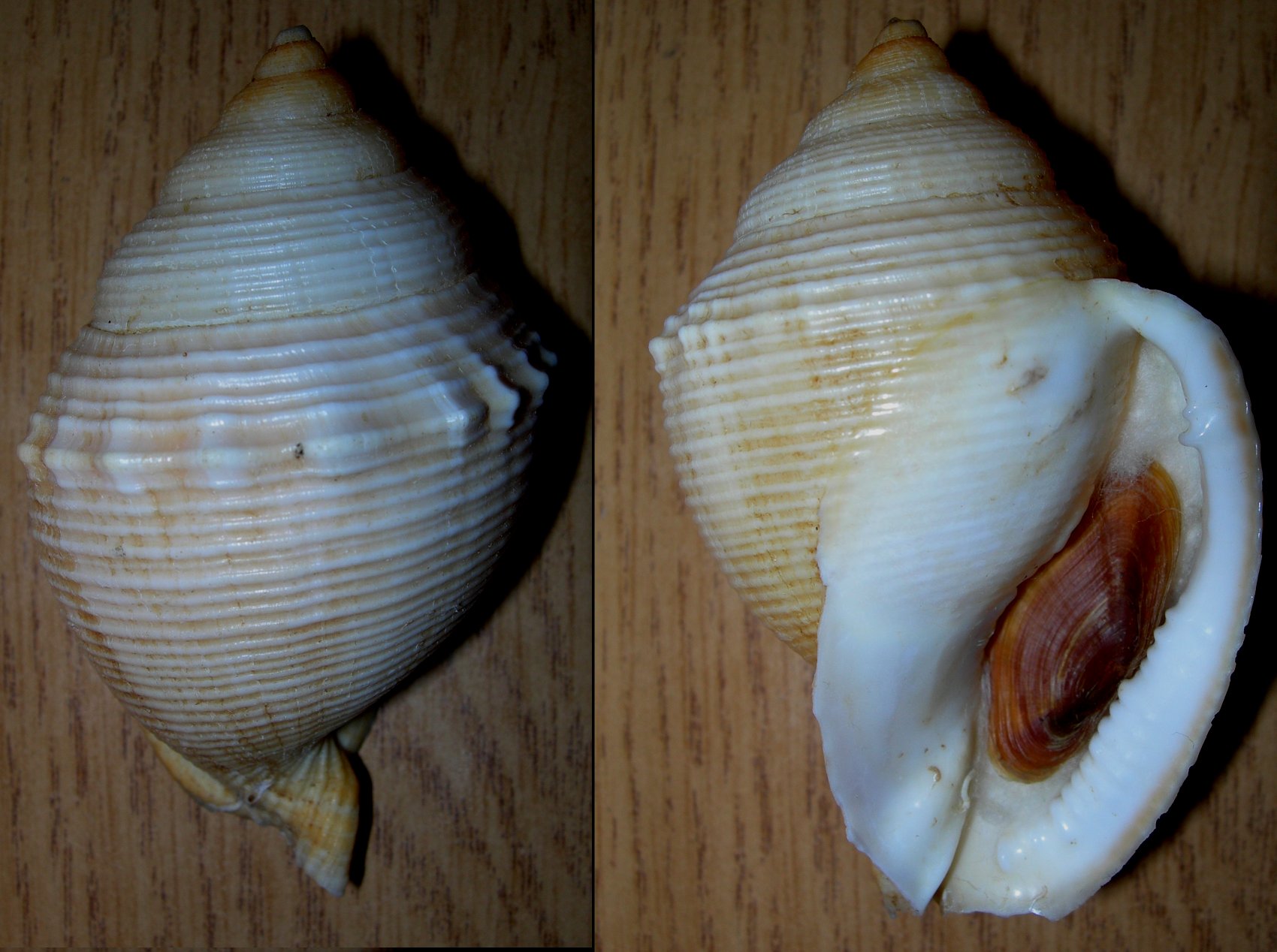 Galeodea rugosa forma ?