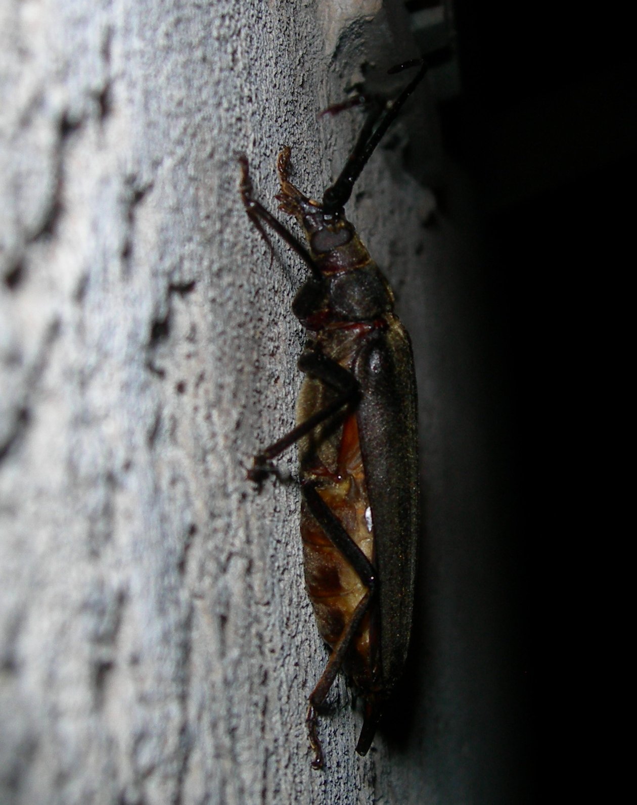 Aegosoma scabricorne