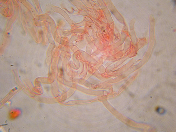 Clitocybe phyllophila