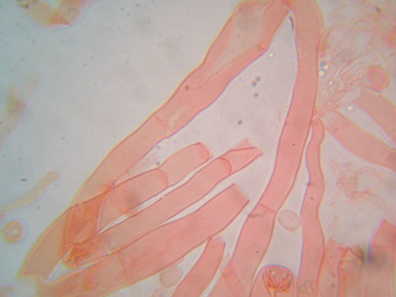 Gloiothele lactescens? (Gloiothele lactescens)